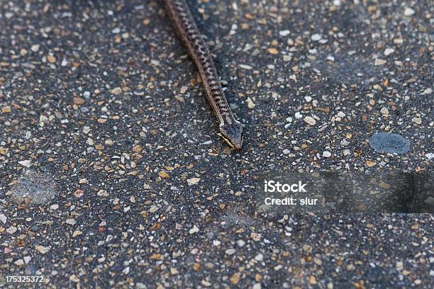 Detail Asphalt Snake Stock Photo - Download Image Now - Aggression, Animal, Animal Body Part