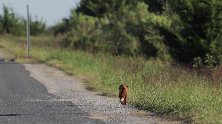 Red Fox, Bombay Hook National Wildlife Refuge, Delaware