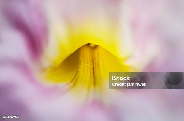 Abstract Floral Colors Close Up Stock Photo - Download Image Now - Abstract, Beauty, Beauty In Nature