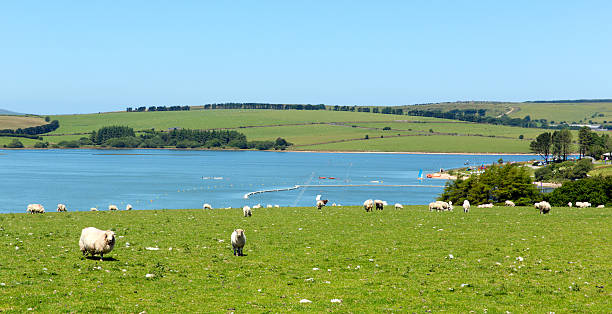 siblyback jezioro w pobliżu liskeard bodmin przycumują cornwall anglia - bodmin moor zdjęcia i obrazy z banku zdjęć