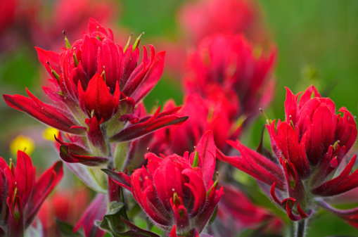 Brilliant colored Indian Paintbrush wildflowers bloom in the Colorado Rocky Mountain summer