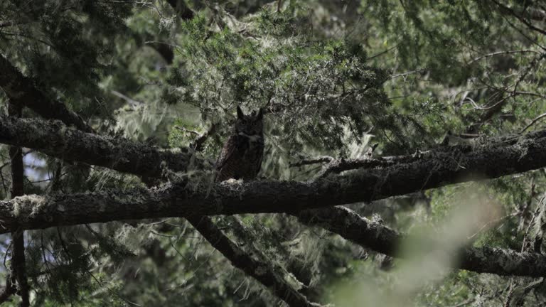 Great Horned Owl, Point Reyes, California