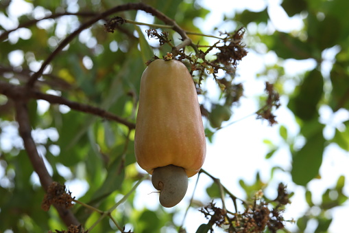 Cashew (Anacardium occidentale) is a type of plant from the Anacardiaceae family that originates from Brazil and has edible 