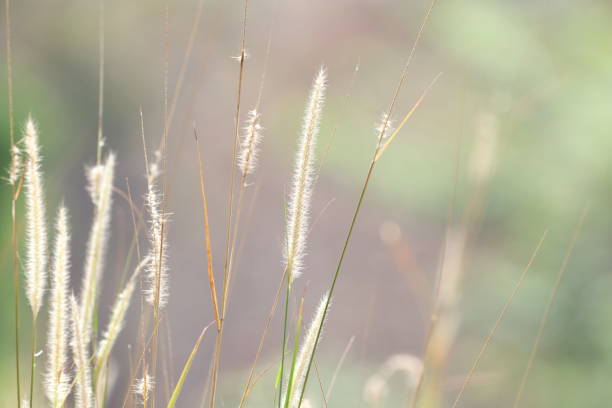 thatch grass - thatched roof imagens e fotografias de stock