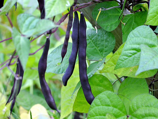 istock Black Peapods On A Green Vine 175330473