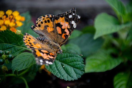 Get up close and personal with the exquisite Painted Lady butterfly as it graces the vibrant green leaves of a lush garden, a captivating sight for nature enthusiasts and garden lovers