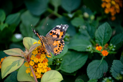 Experience the enchanting journey of life as a Painted Lady butterfly lays her eggs, Look closely and you can see she is surrounded by the vibrant blue eggs, a captivating sight for those fascinated by the wonders of nature.