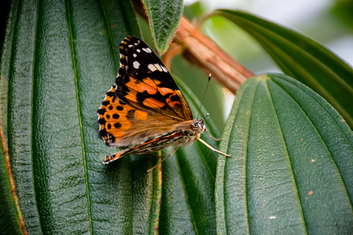 Satyrini butterfly camouflaged on a rock