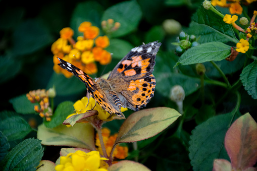 a Painted Lady butterfly as it graces the vibrant yellow blossoms, framed by a sea of lush green leaves