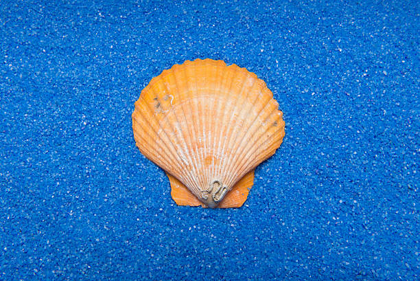 Concha na areia azul - fotografia de stock