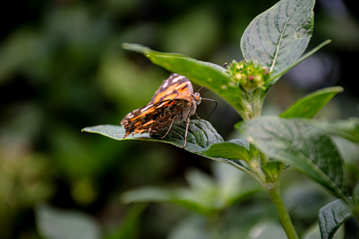 Experience the intricate beauty of a Painted Lady butterfly, with its proboscis extended gracefully among vibrant green leaves, a captivating image