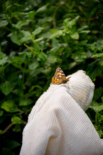 istock Irony of Nature: Painted Lady on a Captured Moment 1753305555