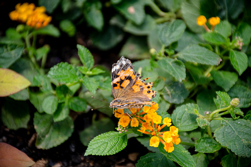 Monarch Butterfly on an Orange Wildflower Under A Blue Sky