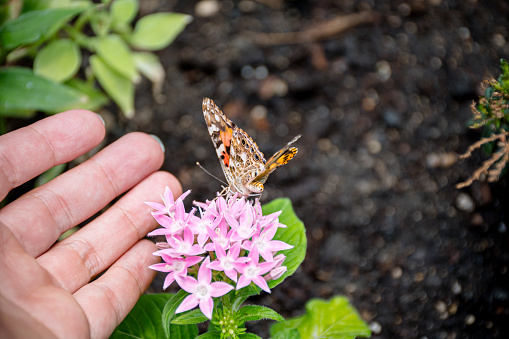 the enchanting moment as a Painted Lady butterfly delicately perches on a pink flower, inviting a gentle encounter with a human hand, a symbol of our connection to the natural world