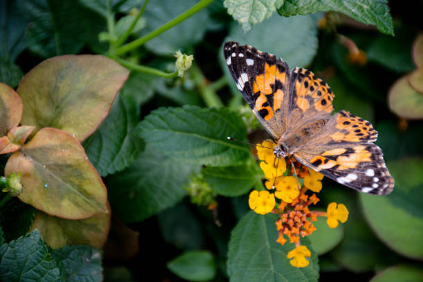 Experience the enchanting journey of life as a Painted Lady butterfly lays her eggs, Look closely and you can see she is surrounded by the vibrant blue eggs, a captivating sight for those fascinated by the wonders of nature.
