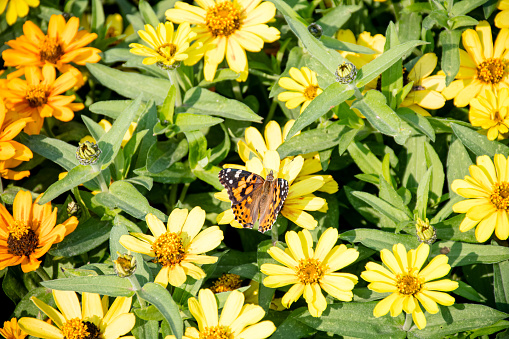 a Painted Lady butterfly as it graces the vibrant yellow blossoms, framed by a sea of lush green leaves