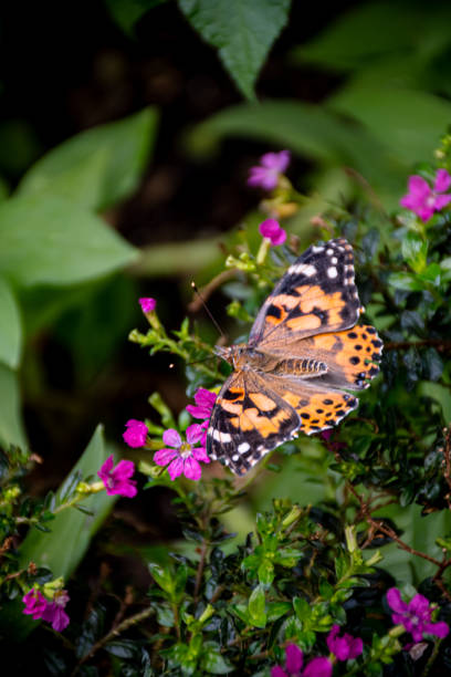 istock Painted Lady Rests on Delicate Pink Flowers 1753306124