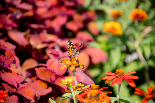 Discover the serene elegance of a single Painted Lady butterfly, framed by a sea of vibrant red leaves, a captivating moment in the heart of nature