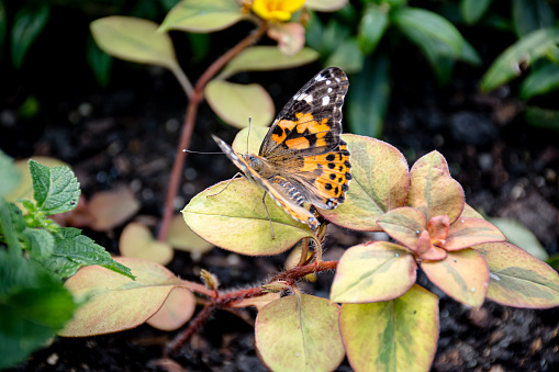 Experience the enchanting journey of life as a Painted Lady butterfly lays her eggs, Look closely and you can see she is surrounded by the vibrant blue eggs, a captivating sight for those fascinated by the wonders of nature.