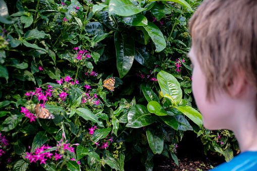 A young explorer learns valuable lessons from a close encounter with a Painted Lady butterfly among vibrant foliage, capturing the essence of curiosity and nature's beauty.