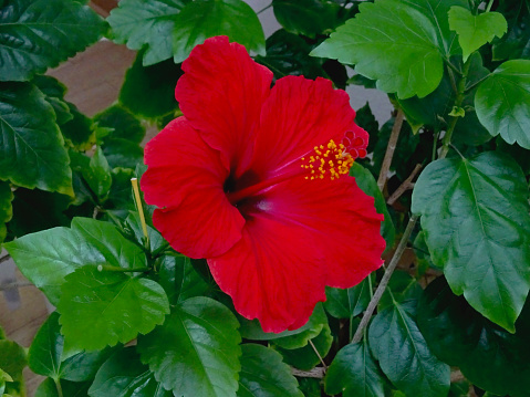 This photo was shot in late July, 2023, on Dusseldorf, Germany, and depicts in close-up,  a planter with a blooming Hibiscus/Chinese Rose - Hibiscus Rosa-Sinensis