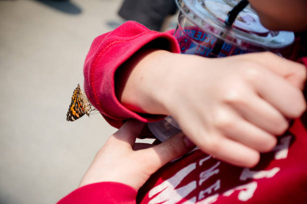 istock Child's Enchantment: A Painted Lady Butterfly Landing 1753328872