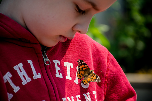 the enchanting moment as a Painted Lady butterfly lands gently on a 8 year old child , a captivating image that symbolizes the harmony between young explorers and the natural world.