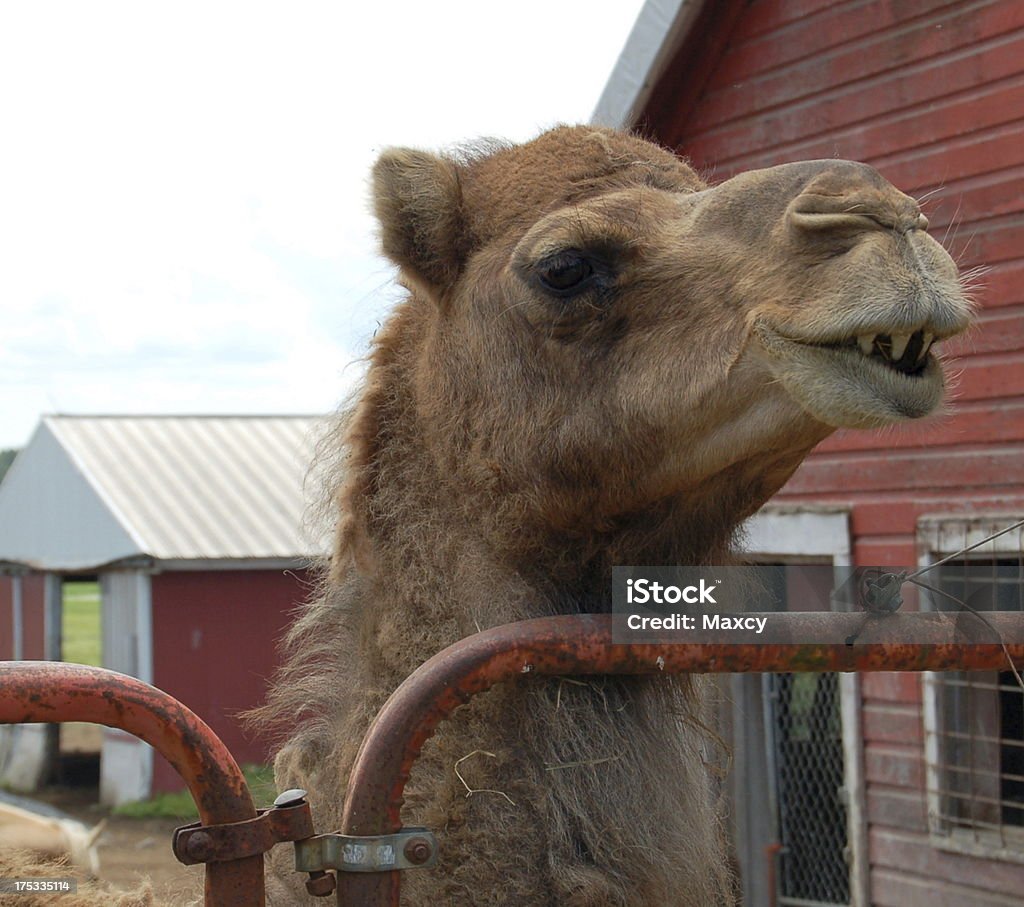 Camel Smiling A Camel giving a smile for the camera. Farm Stock Photo