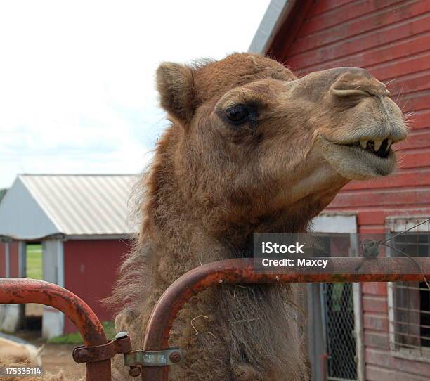 Camel Smiling Stock Photo - Download Image Now - Farm, Horizontal, Livestock