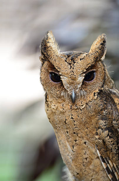 Oriental Scops Owl stock photo