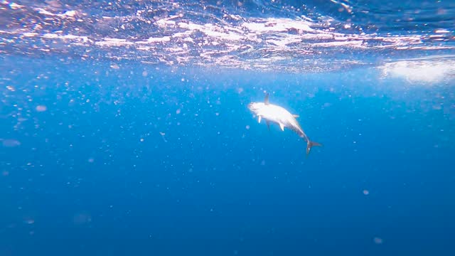 top-down shot of a tuna swimming sideways