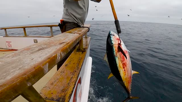 graphic video of a tuna getting gaffed