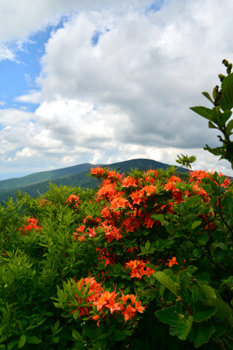 Orange flaming azalea bush atop Roan Mountain in Tennessee, a part of the Appalachian Mountains. Cloudscape.
