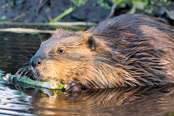 istock Beaver Chewing on a Branch in the Wild 175336614