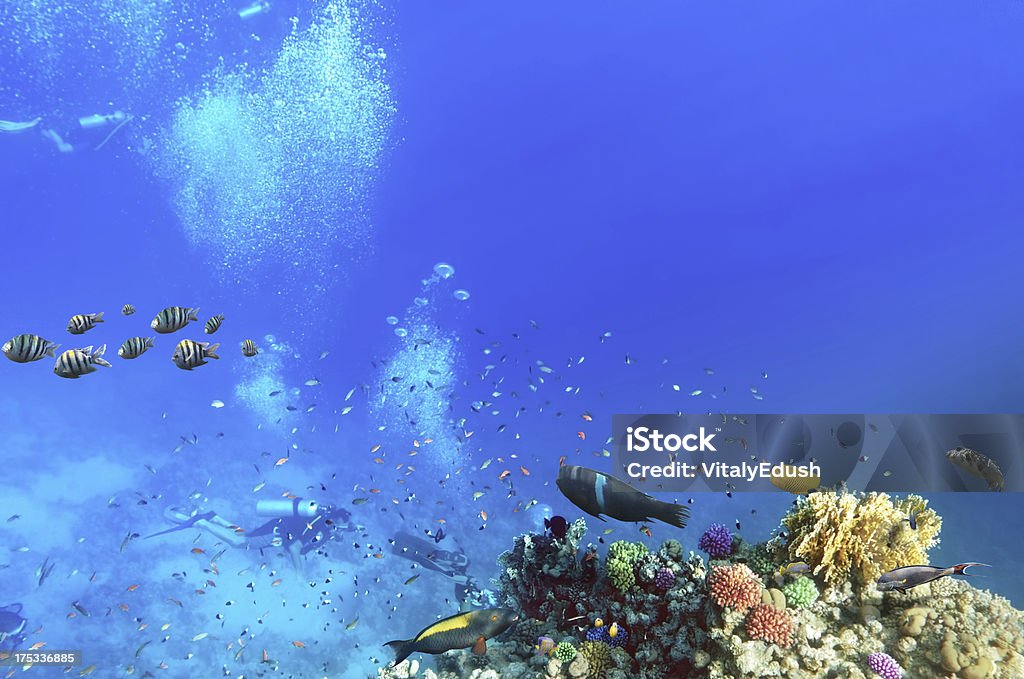 Buzos de buceo, coral y peces en el Sea.Egypt rojo - Foto de stock de Agua libre de derechos