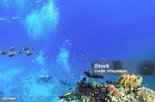 Photo libre de droit de Les Plongeurs Corail Et Poissons Dans Le Seaegypt Rouge banque d'images et plus d'images libres de droit de Animaux à l'état sauvage