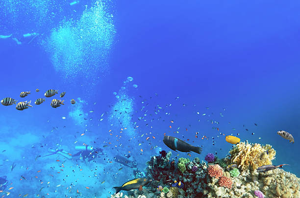 istock Scuba divers, coral and fish in the Red Sea.Egypt 175336885