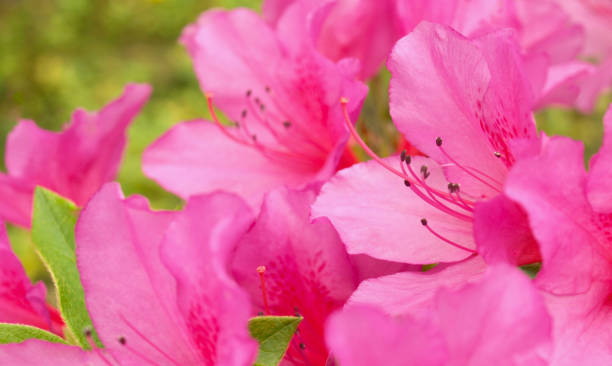 istock pink azalea  in the garden. 1753374174