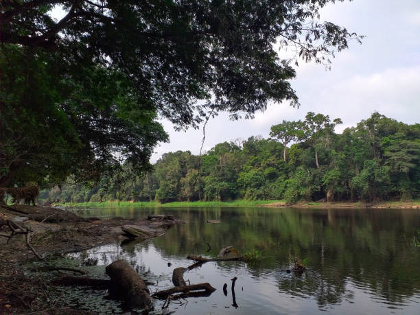 istock Photograph of vegetation on River 1753374762