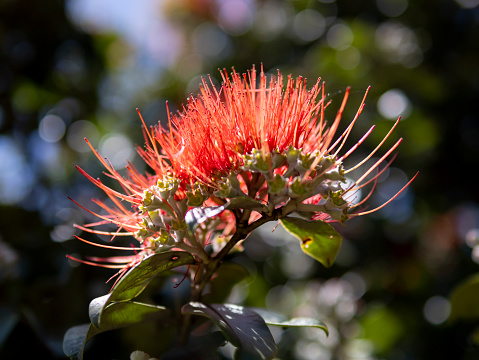 Pohutukawa Tree flower