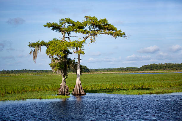 Two Cypress on the Saint Johns Two cypress trees growing on the banks of the Saint Johns River in Central Florida. The trees are silhouetted against a slightly cloudy blue sky. johns stock pictures, royalty-free photos & images