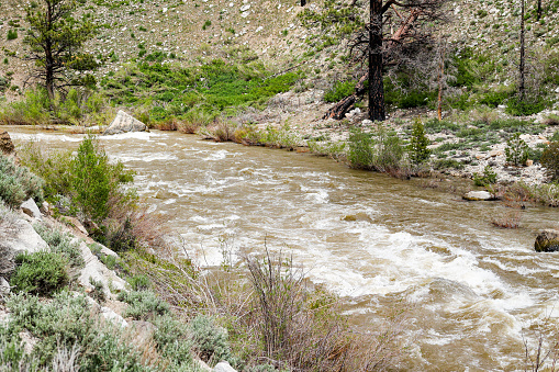 The fast rapids of the the West Walker river