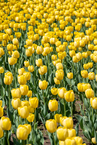 Close up of beautiful yellow tulips in a blur background of others and green leaves. A field of bright yellow blooming natural tulips. A lawn of yellow tulips in park. Growing flowers for the holidays