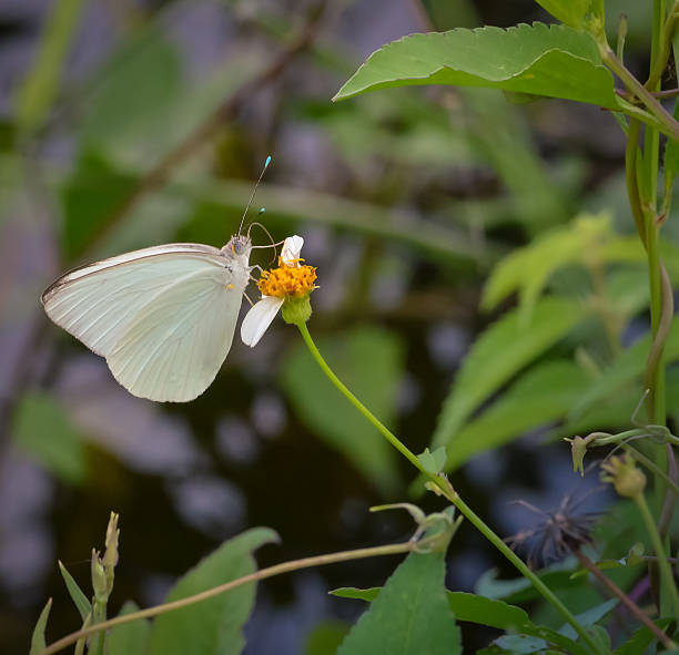 White Butterfly on Orange Flower stock photo