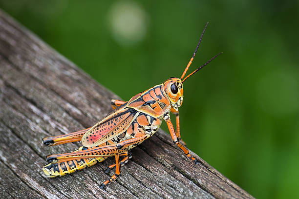 Multi Colored Grasshopper on Wood Deck stock photo