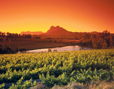 Amanecer sobre vinos de los viñedos & todo Paarl, occidental del cabo, Sudáfrica photo