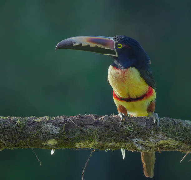 istock side view of a collared aracari perched on a tree branch 1753411843