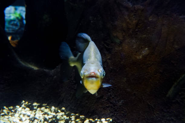 istock Selective focus of pomfret swimming in a deep aquarium. 1753414469