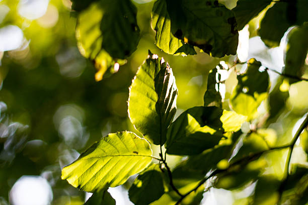 antiguo bosque leafes buchen alemán - leafes fotografías e imágenes de stock