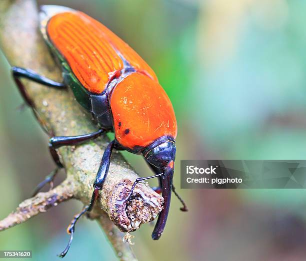 Arancio Beetle Insetti In Foreste Tropicali Della Tailandia - Fotografie stock e altre immagini di Albero